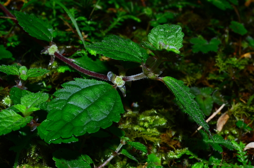 Chamabainia cuspidata