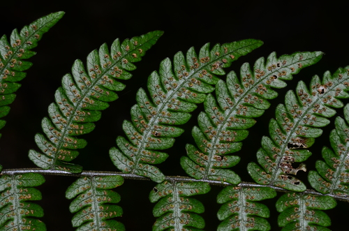 Metathelypteris