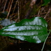 Smilax sieboldii - Photo (c) LINDA .EVF, all rights reserved, uploaded by LINDA .EVF