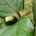 Moroniella nitidula - Photo (c) Andrey Peraza, todos los derechos reservados, uploaded by Andrey Peraza