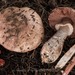 Agaricus brunneofibrillosus - Photo (c) Michelle C. Torres-Grant, όλα τα δικαιώματα διατηρούνται