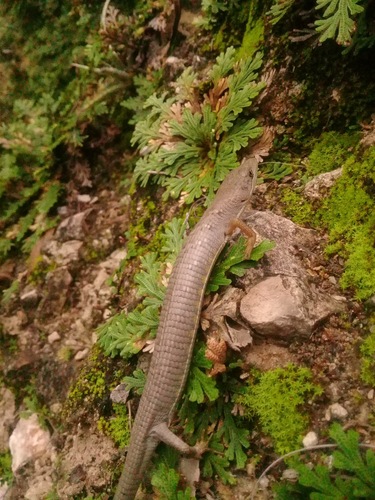 Smooth-headed Alligator Lizard