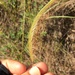 Ctenium cirrosum - Photo (c) nahrbi, כל הזכויות שמורות