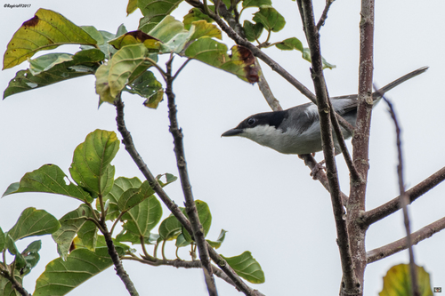 Pink-footed Puffback