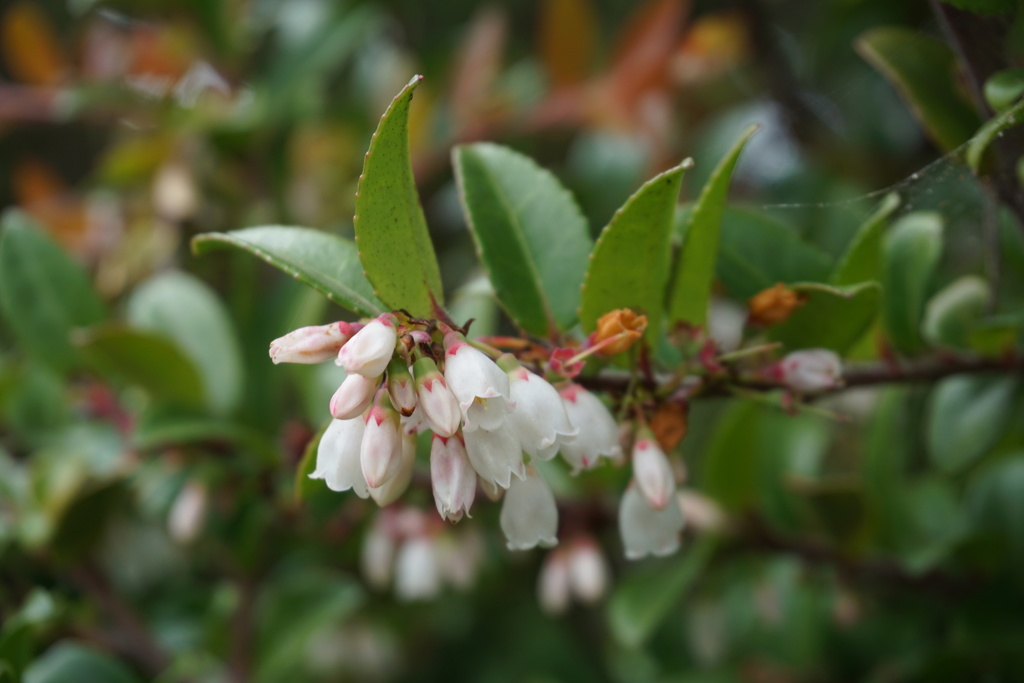 Vaccinium ovatum — an easy houseplant, prefers full sun light