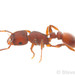 Fierce Ants and Pavement Ants - Photo (c) Steven Wang, all rights reserved, uploaded by Steven Wang