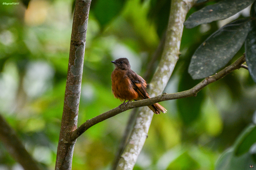 Rufous Flycatcher-Thrush
