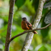 Rufous Flycatcher-Thrush - Photo (c) Rogério Ferreira, all rights reserved, uploaded by Rogério Ferreira