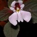 Impatiens sidikalangensis - Photo (c) Chien Lee, all rights reserved, uploaded by Chien Lee
