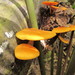 Heimiomyces velutipes - Photo (c) Melissa Hutchison, all rights reserved, uploaded by Melissa Hutchison