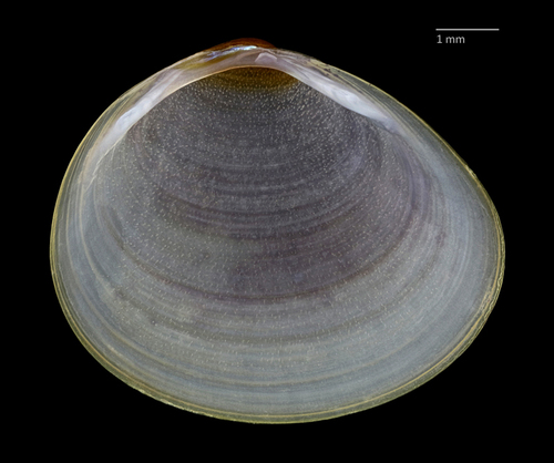 Giant Northern Peaclam
