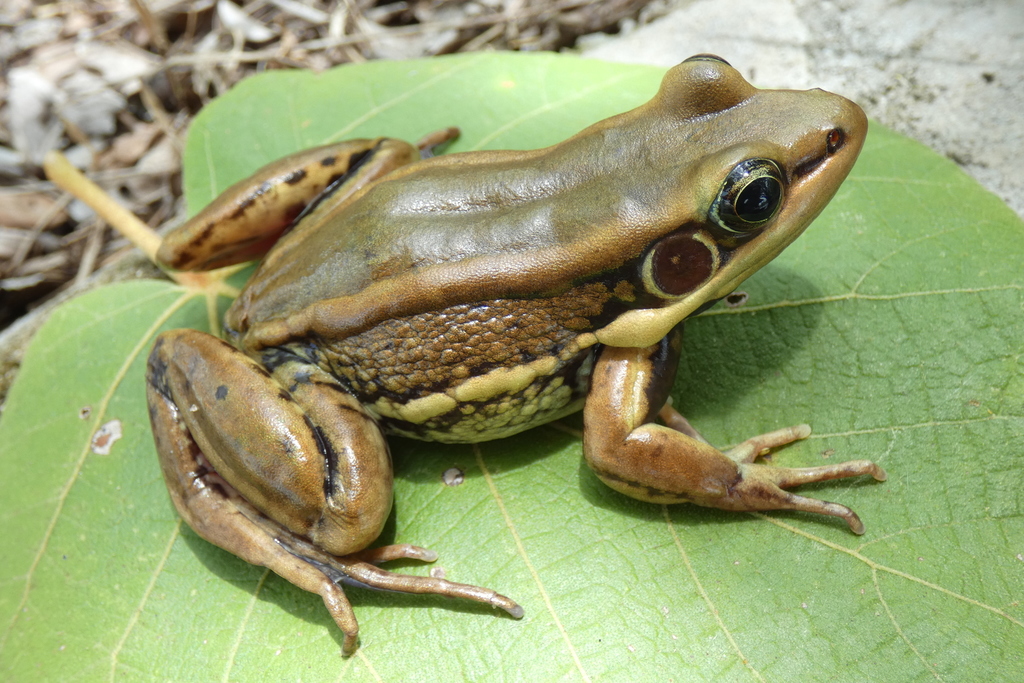 Galam white-lipped frog