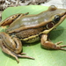 Galam White-lipped Frog - Photo (c) donchelu, all rights reserved, uploaded by donchelu