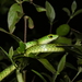 Spotted Green Snake - Photo (c) donchelu, all rights reserved, uploaded by donchelu