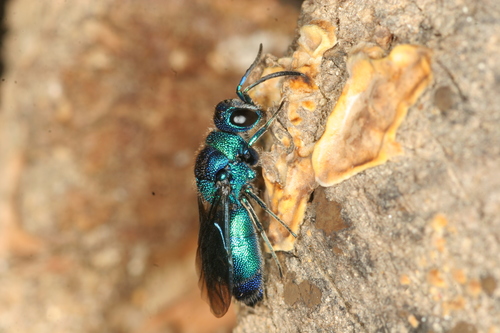 クロバネセイボウ (Chrysis fuscipennis) · iNaturalist