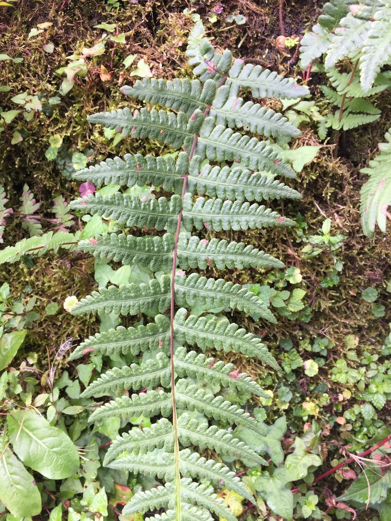 Pseudophegopteris hirtirachis (Pseudophegopteris hirtirachis)