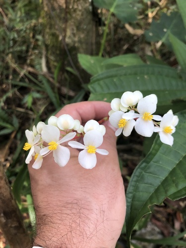 Begonia wrightiana