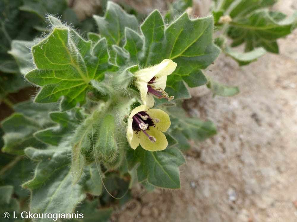 White henbane