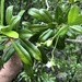Rauvolfia salicifolia - Photo (c) Dasiel O. Borroto Escuela, all rights reserved, uploaded by Dasiel O. Borroto Escuela