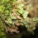 Hymenophyllum tayloriae - Photo (c) J. Kevin England, kaikki oikeudet pidätetään, uploaded by J. Kevin England