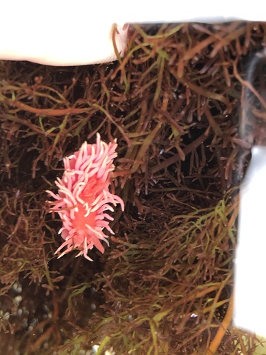 photo of Hopkins's Rose Nudibranch (Okenia rosacea)