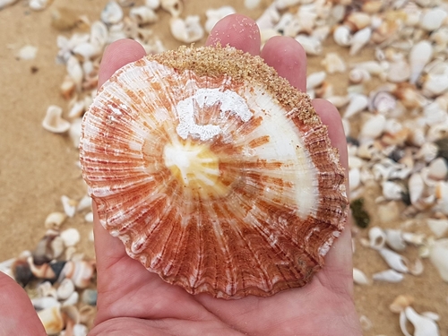 Scutellastra tabularis (Krauss, 1848)