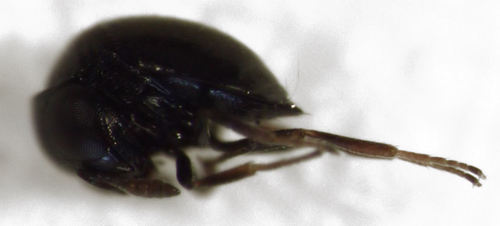 Mirobaeoides