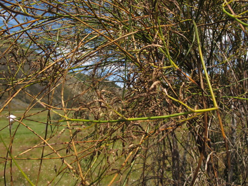 Canterbury Pink Broom (Carmichaelia torulosa)