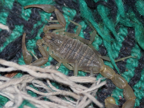 Olivierus caucasicus