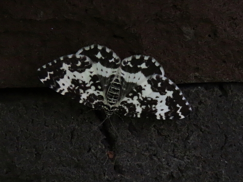 Spear-marked Black Moth