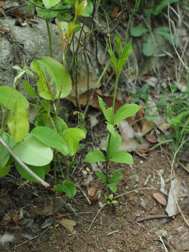 Stemona sessilifolia