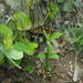 Stemona sessilifolia - Photo (c) greenlapwing, todos los derechos reservados, subido por greenlapwing