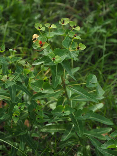 Euphorbia kansuensis