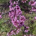 美東紫荊 - Photo 由 Liza Washington 所上傳的 (c) Liza Washington，保留所有權利