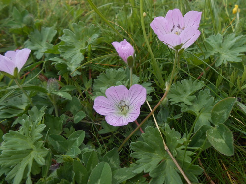 Geranium dolomiticum · iNaturalist