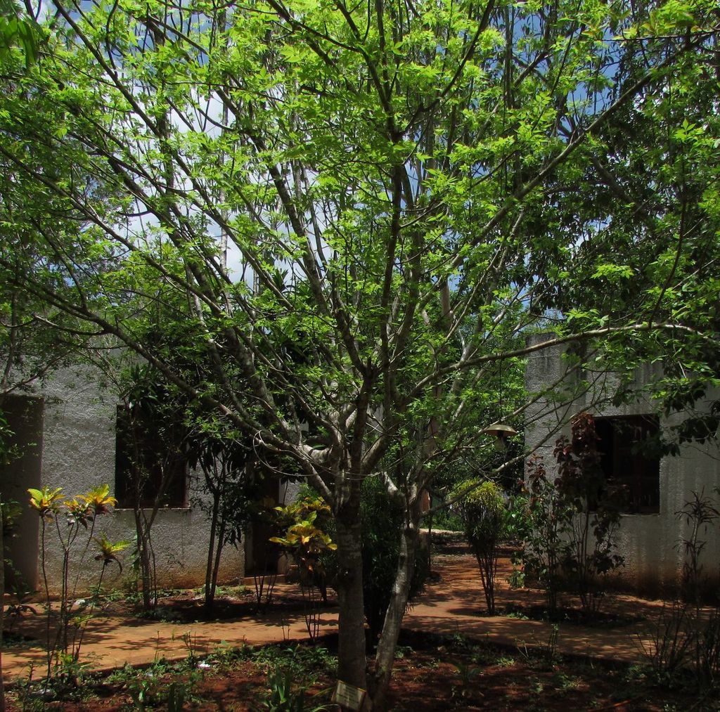 Incense tree from Yaxcabá, Yuc., México on June 11, 2012 at 12:58 PM by ...