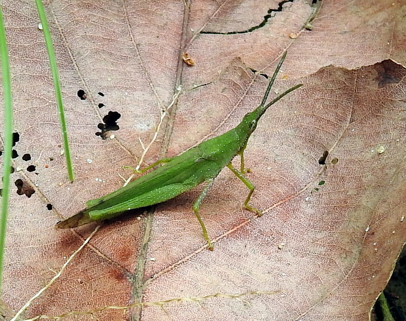 grasshopper tobacco Atractomorpha crenulata · iNaturalist