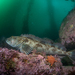 Lingcod - Photo (c) Pat Webster @underwaterpat, all rights reserved, uploaded by Pat Webster @underwaterpat