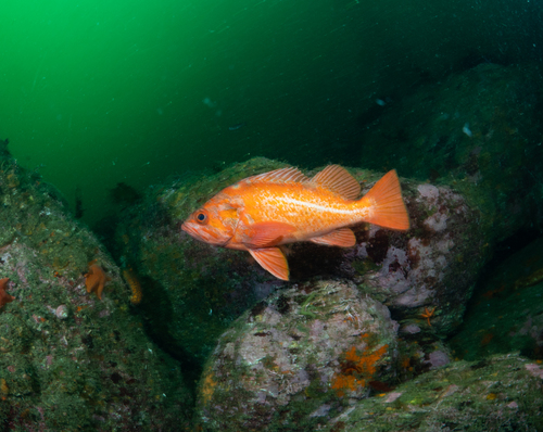 Vermilion Rockfish