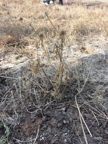 iNaturalist observation photo of Eryngos