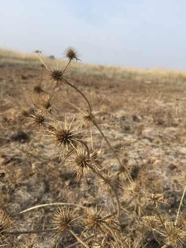 iNaturalist observation photo of Coyote-thistle