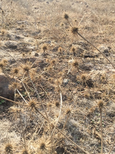 iNaturalist observation photo of Coyote-thistle