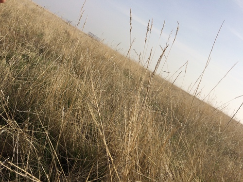 iNaturalist observation photo of grasses