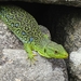 Ocellated Lizard - Photo (c) Iván Orois, all rights reserved, uploaded by Iván Orois