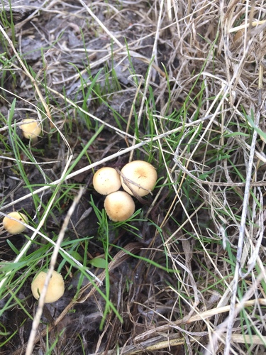 iNaturalist observation photo of Protostropharia