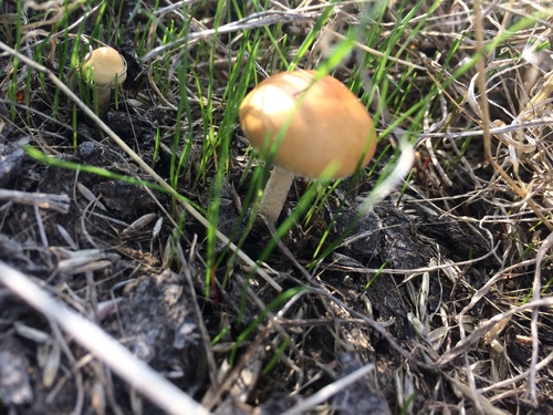 iNaturalist observation photo of Common Fieldcap