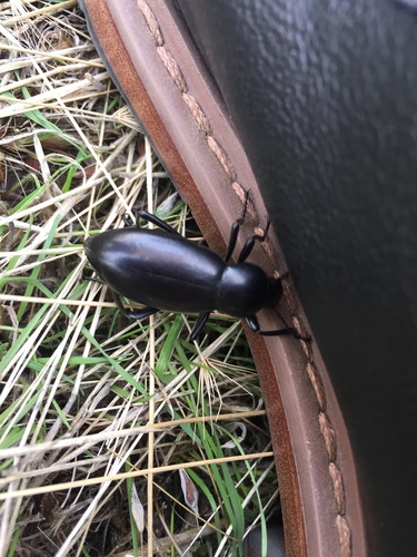iNaturalist observation photo of Desert Stink Beetles