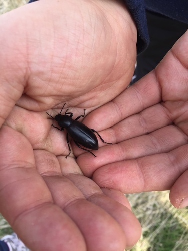 iNaturalist observation photo of Desert Stink Beetles