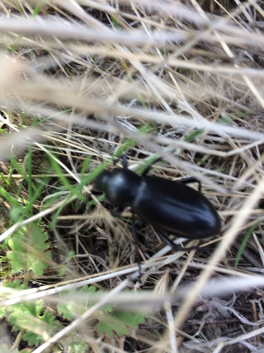 iNaturalist observation photo of Desert Stink Beetles
