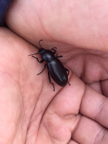iNaturalist observation photo of Desert Stink Beetles